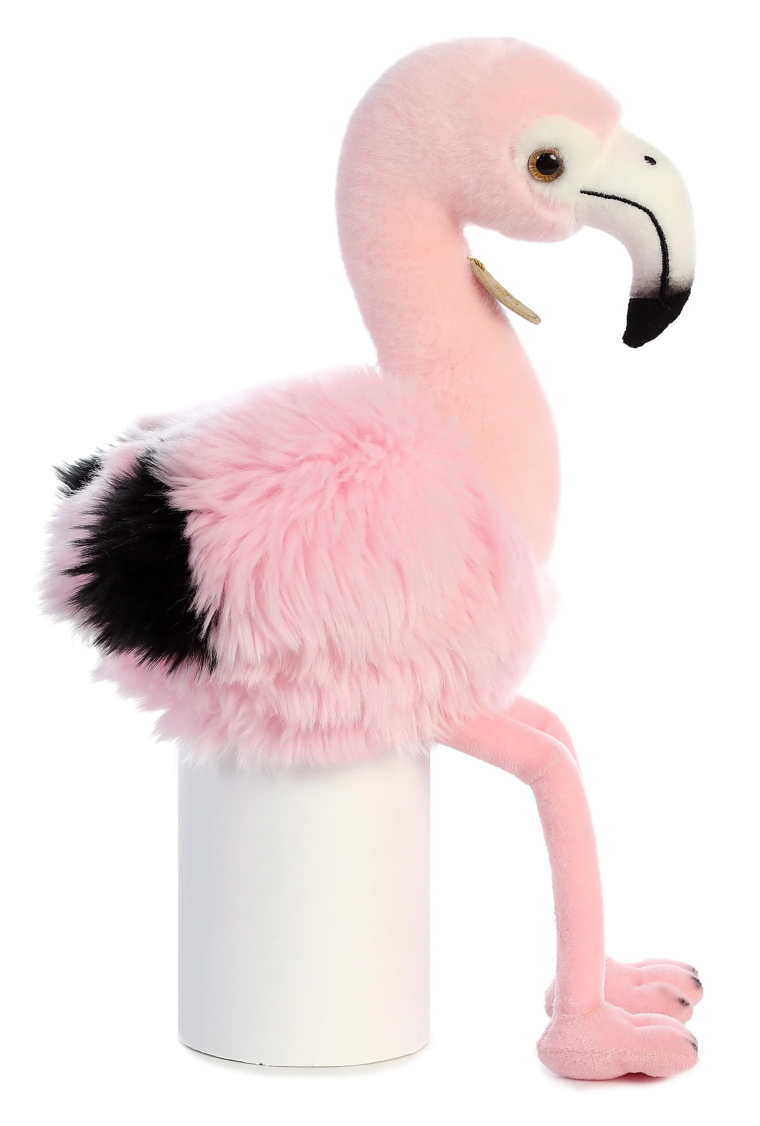 Andean Flamingo