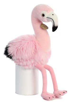 Andean Flamingo