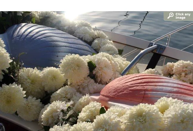 Pearl - The Shell™ Biodegradable Cremation Urn